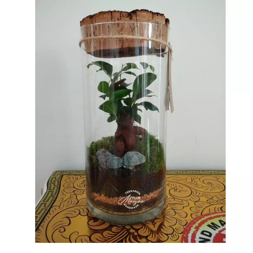 TERRARIUM Mondi vegetali sotto vetro